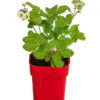 XXL Erdbeere 'Maxim' -Eleganter Garten 8842171 WE FS 001 FragariaErdbeereMaxim2L