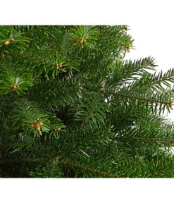 Nordmann-Tanne, B-Sortierung, Ca. 100-125 Cm, Im Topf Gewachsen -Eleganter Garten 8995706 WE DE 001 AbiesNordmannianaNordmanntanne100 125Container8LiterBSortierungDehnerExpressHerzig