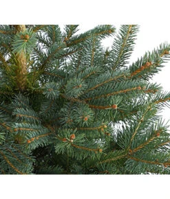 Stech-Fichte, Ca. 80-100 Cm, Im Topf Gewachsen -Eleganter Garten 8997561 WE DE 003 PiceaPungensFichte80 100DehnerExpressHerzig