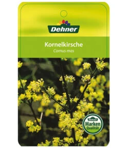 Kornelkirsche - Cornus Mas -Eleganter Garten KornelkirscheCornusmas Etikett 1