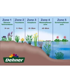 Schmalblättriges Wollgras -Eleganter Garten WE DE 001 Teichzonen Wasserpflanzen Schild 4