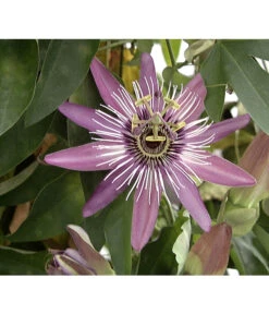 Passionsblume, Sonderfarben -Eleganter Garten X008251886 BildFS 001 BlauePassionsblumePassifloraCaerulea